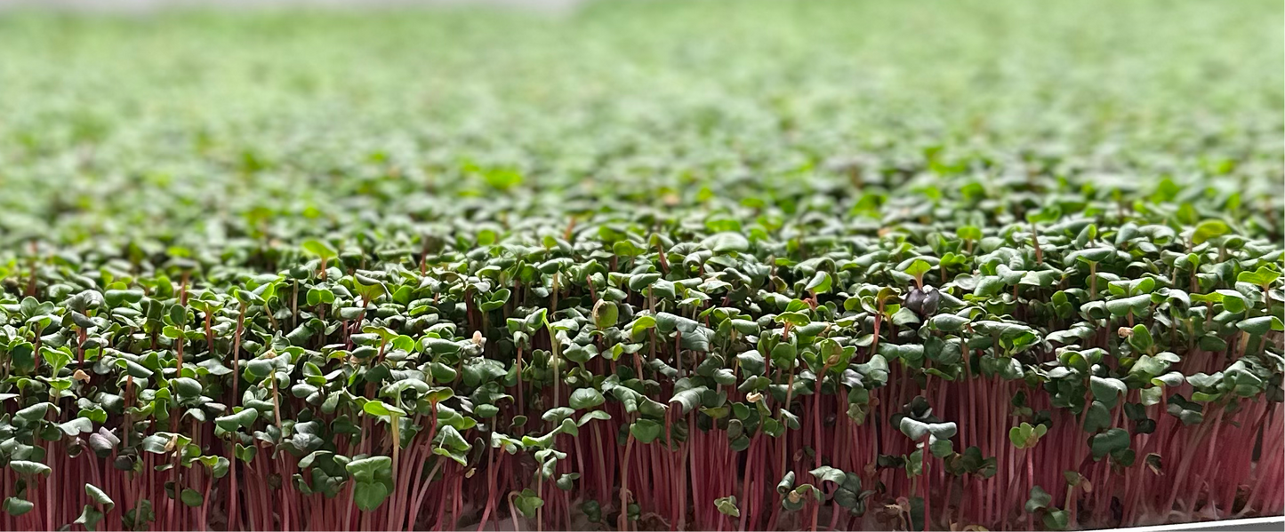 Radish Microgreens (4oz)