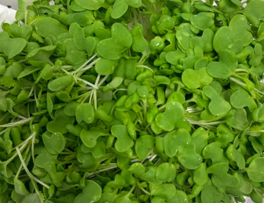 Wasabi Microgreens (2oz)