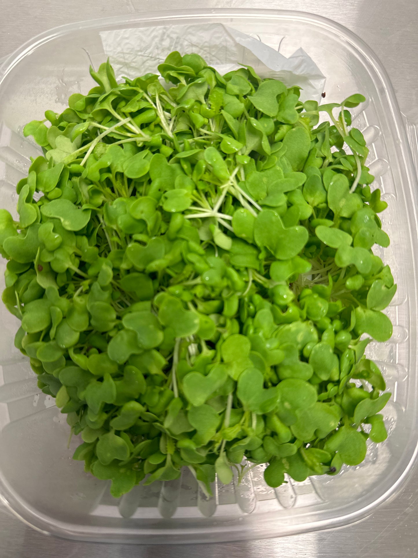 Wasabi Microgreens (2oz)